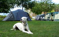 Hafencamp Senftenberger See - Hunde willkommen auf dem Campingplatz