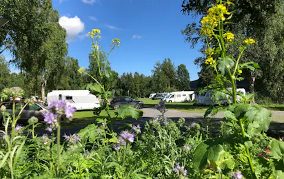Hammarstrands camping