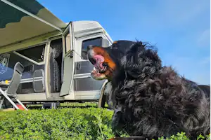 Harderwold Villa Resort - Camper mit Hund auf dem Campingplatz