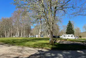 Großer Baum auf grünem Rasen, im Hintergrund Wohnwagen und Stellplätze auf einem Campingplatz.