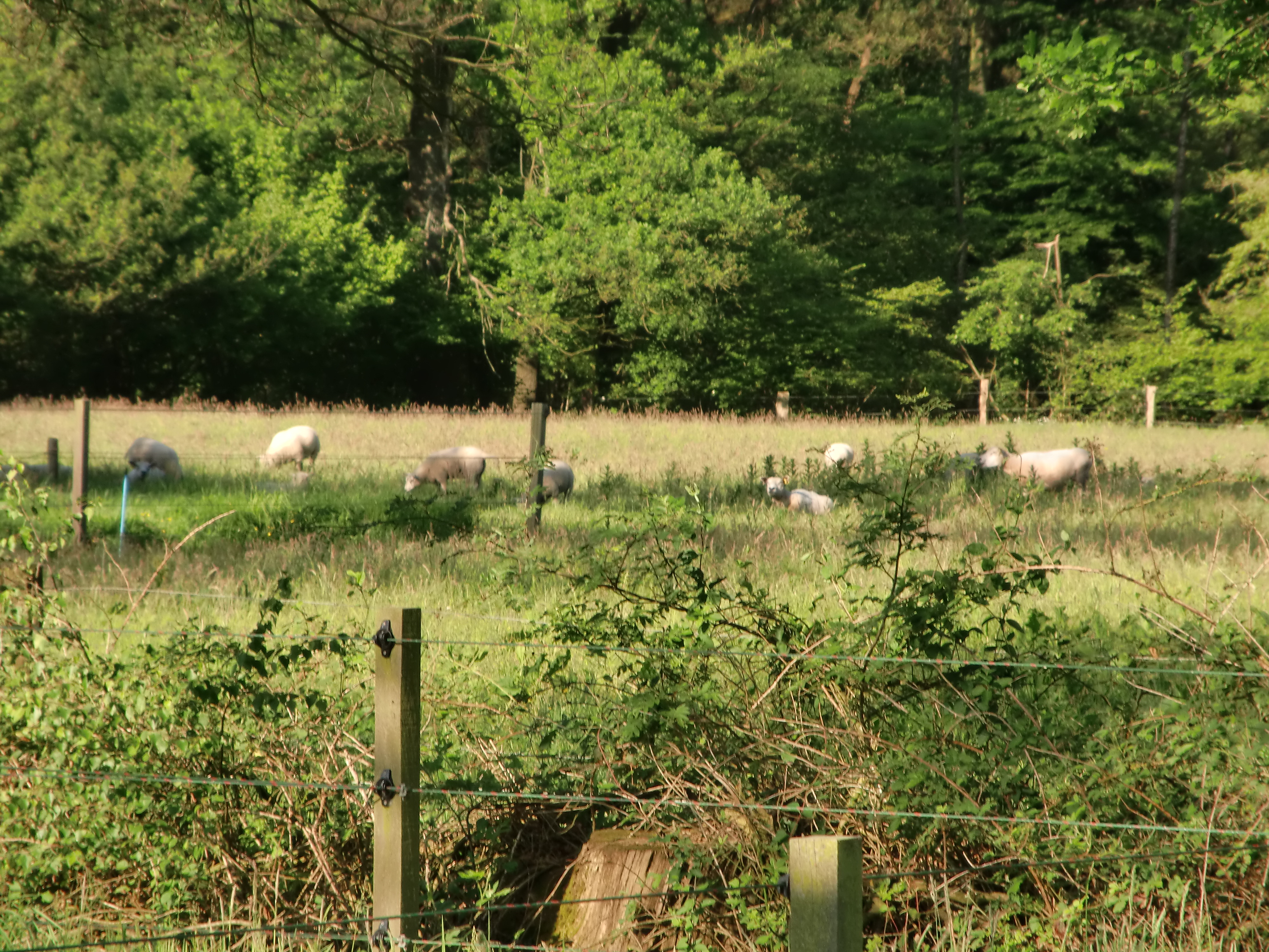 Het Buitenverblijf Erve Punte