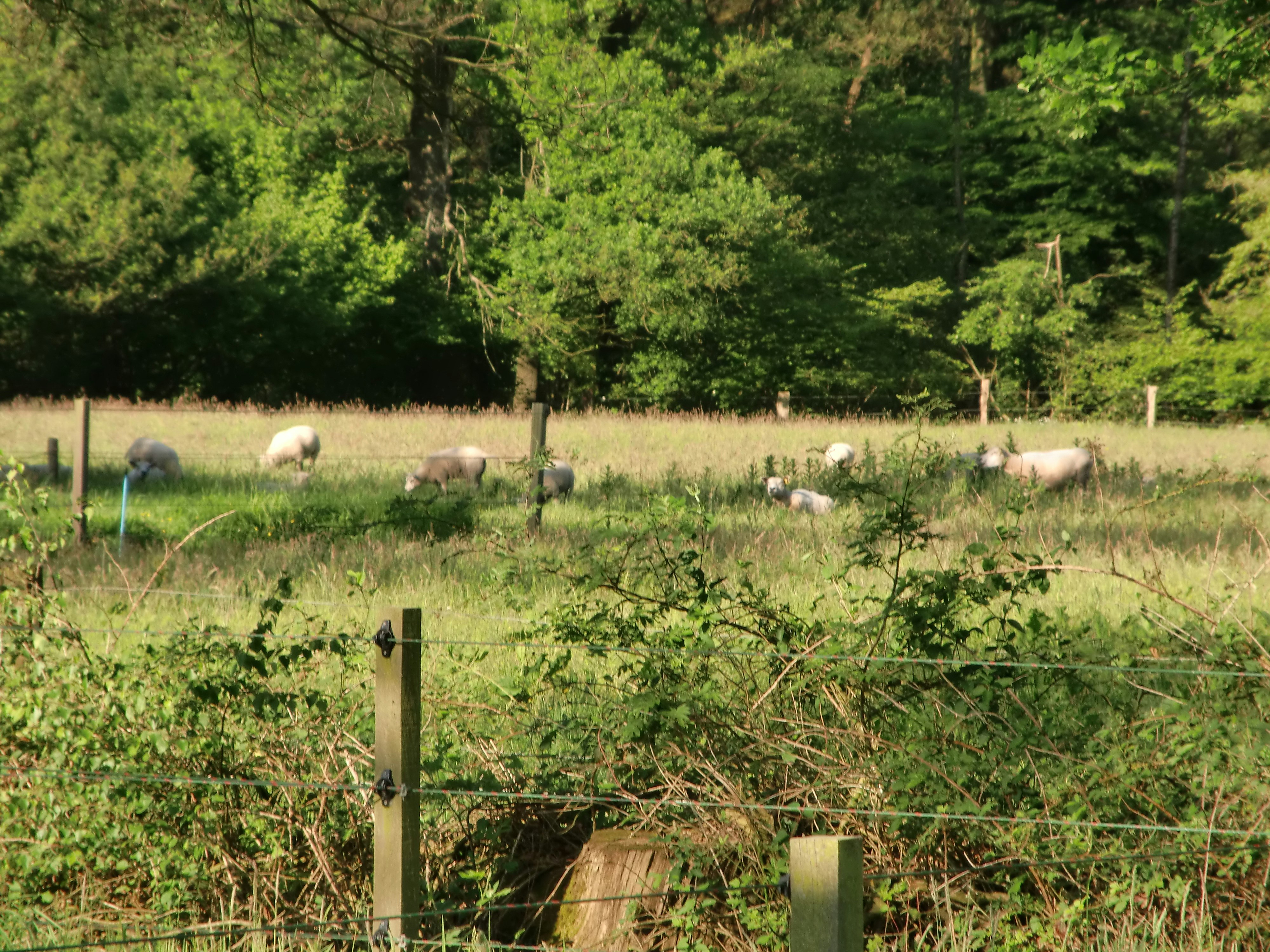 Het Buitenverblijf Erve Punte