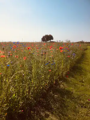 Het Zoersche Land