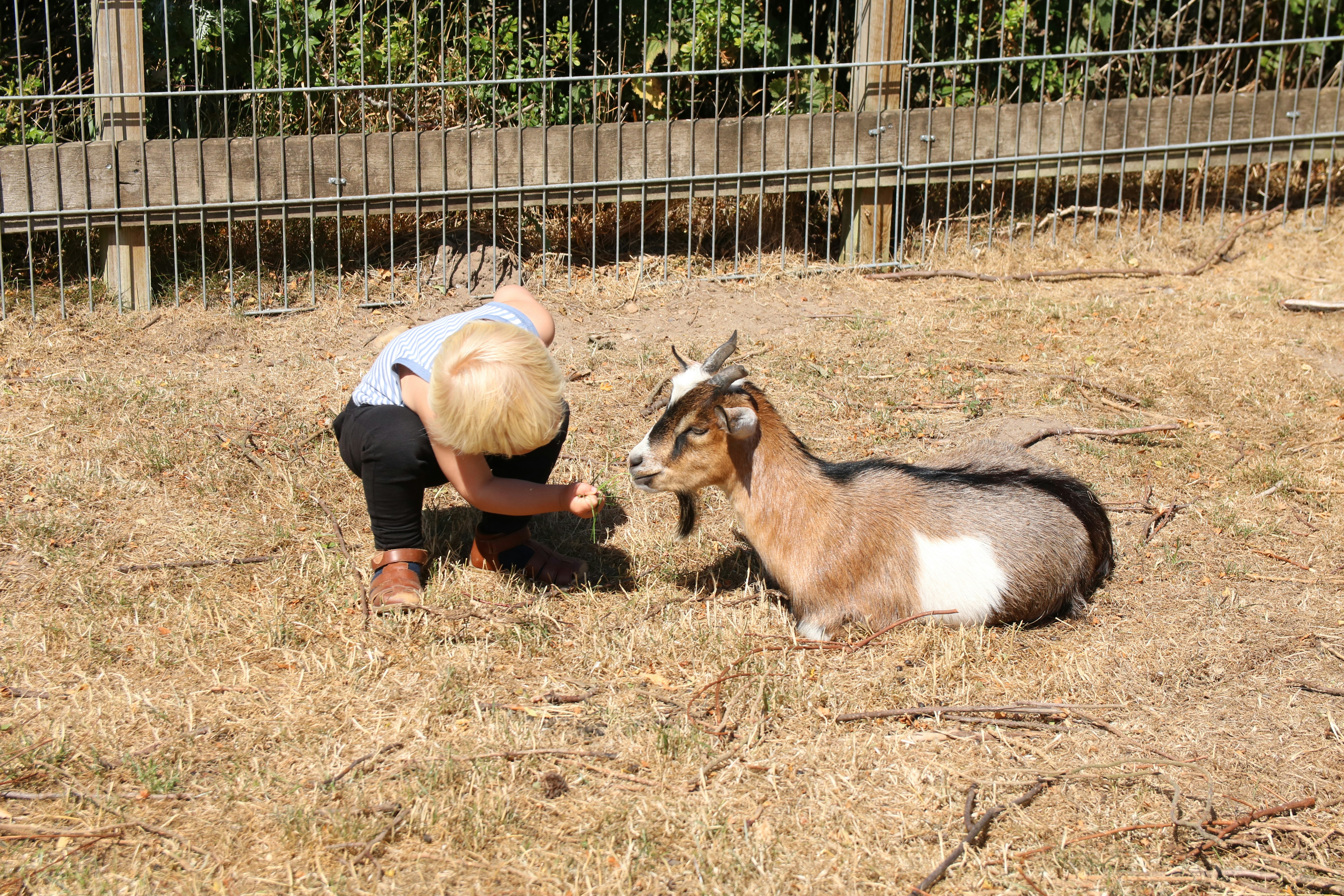Hjarbæk Fjord Camping - Kind füttert ein Zicklein auf dem Streichelzoo des Platzes