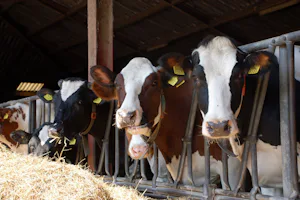 Minicamping Hoeve de Maasduinen