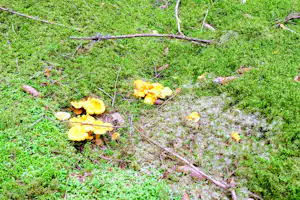 Grünes Gras auf einer Wiese mit kleinen gelben Blättern, Zweigen und Ästen am Boden.