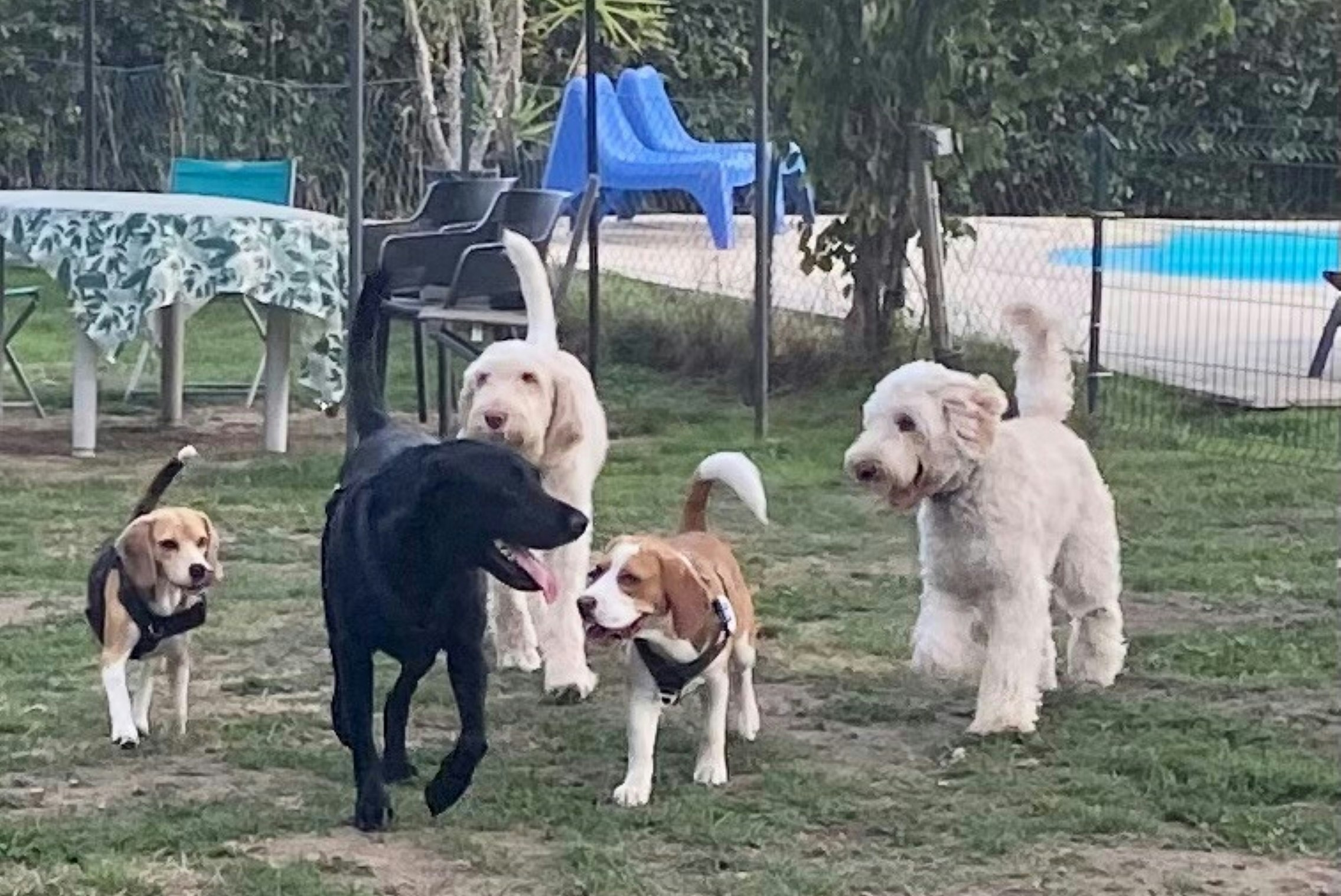 Hondencamping & Gîte Les Cerisiers - Hunde auf dem Campingplatz