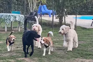 Hondencamping & Gîte Les Cerisiers - Hunde auf dem Campingplatz