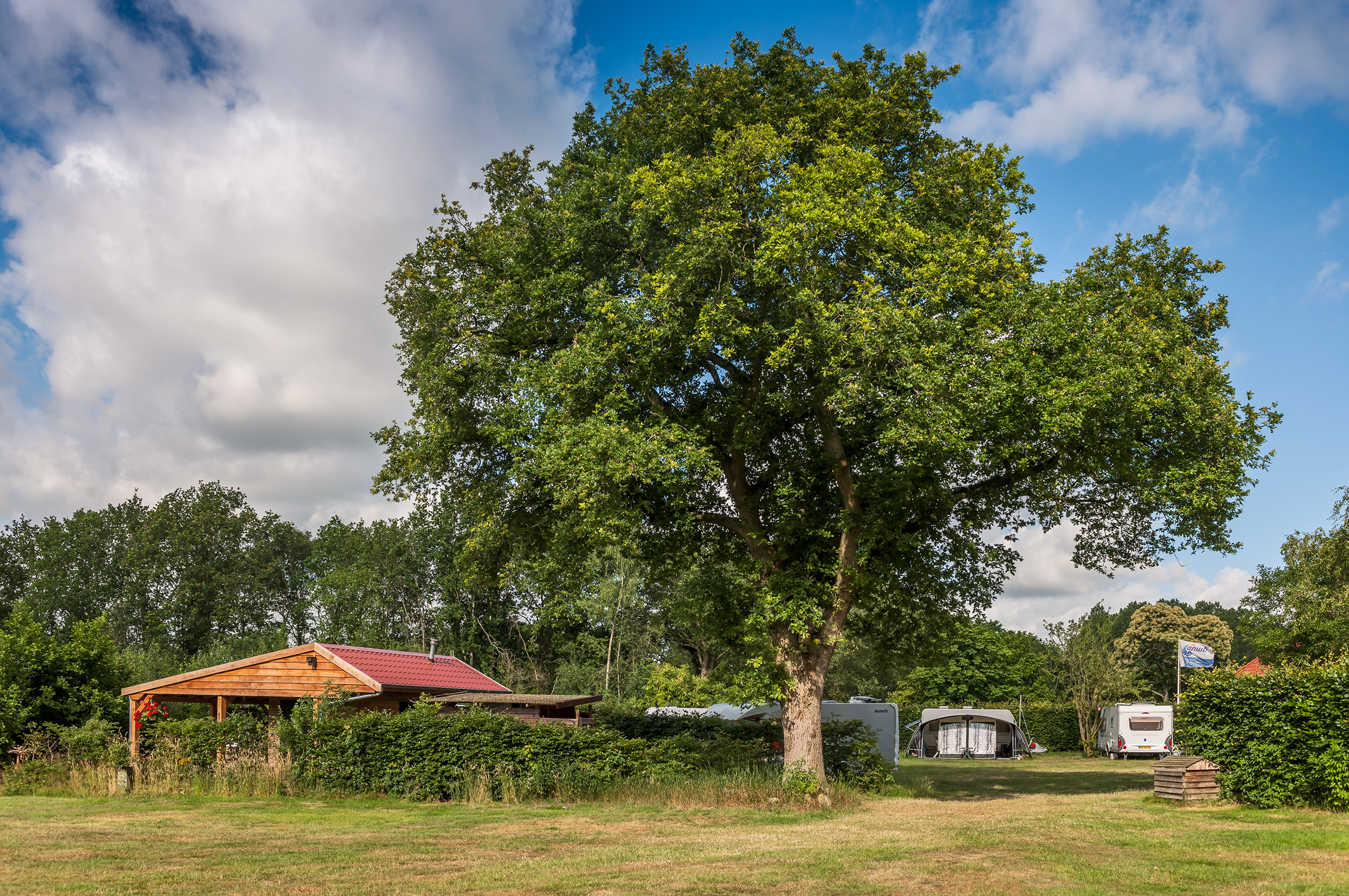 Großer Baum auf einer Wiese, daneben ein Unterstand mit rotem Dach und mehrere Wohnwagen im Hintergrund.