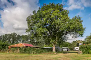 Großer Baum auf einer Wiese, daneben ein Unterstand mit rotem Dach und mehrere Wohnwagen im Hintergrund.