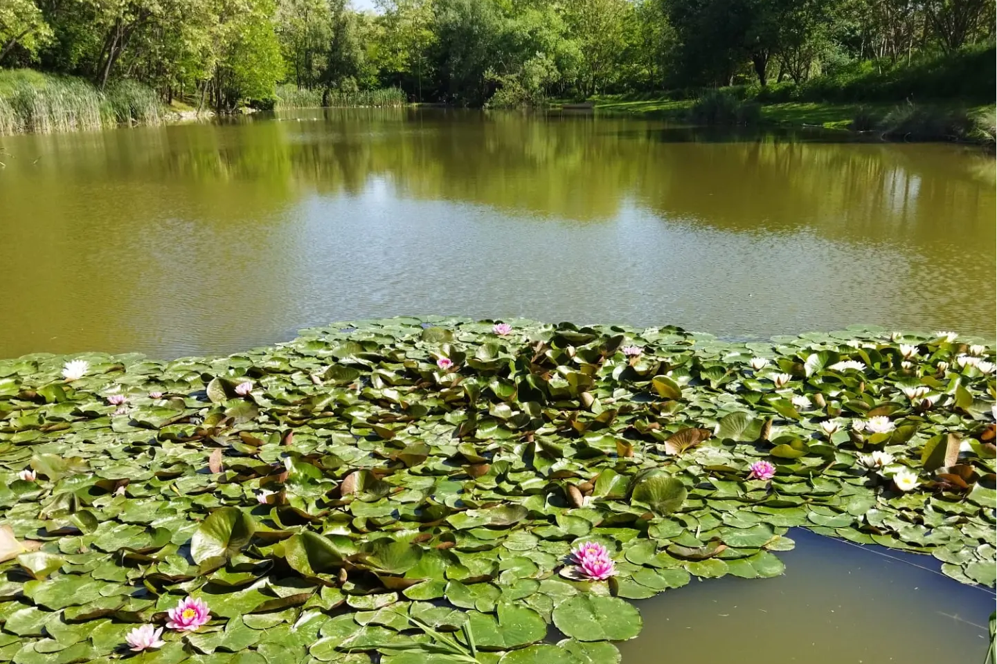 Koppány Pines Camping  Hungarian Country Camping - Blick auf den Angelsee am Campingplatz