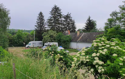 Koppány Pines