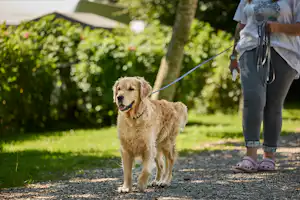 Horsens City Camping - Hunde willkommen auf dem Campingplatz
