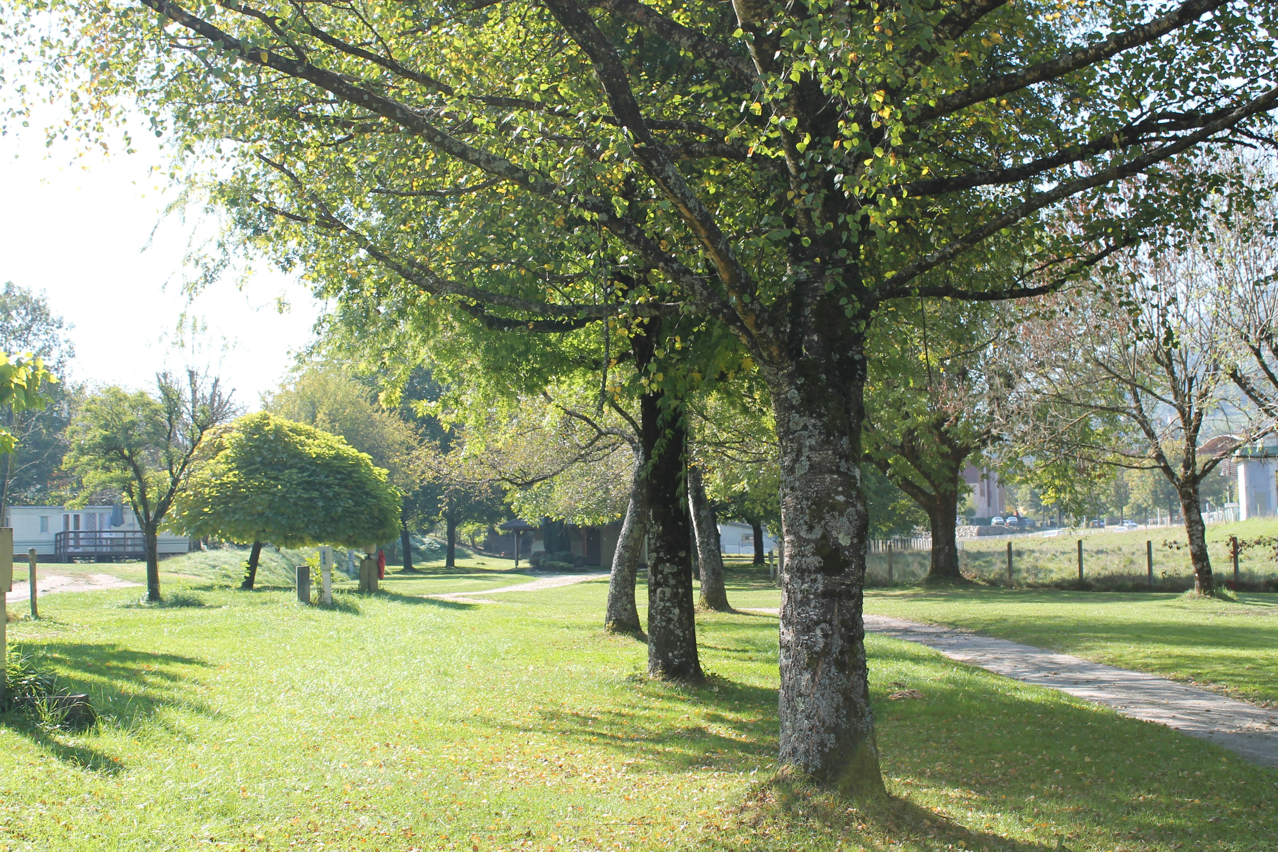 Baumallee auf dem Campingplatz mit Rasenfläche und gepflastertem Weg, im Hintergrund Wohnwagen und Gebäude.