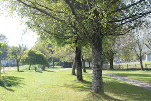 Baumallee auf dem Campingplatz mit Rasenfläche und gepflastertem Weg, im Hintergrund Wohnwagen und Gebäude.
