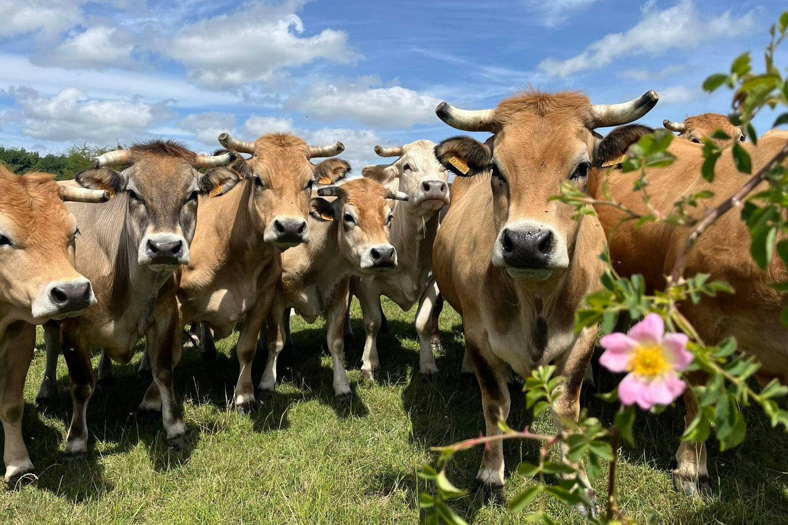 Jardin Josette - Kühe auf der Weide am Campingplatz
