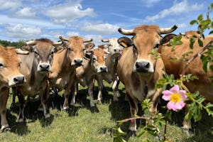 Jardin Josette - Kühe auf der Weide am Campingplatz