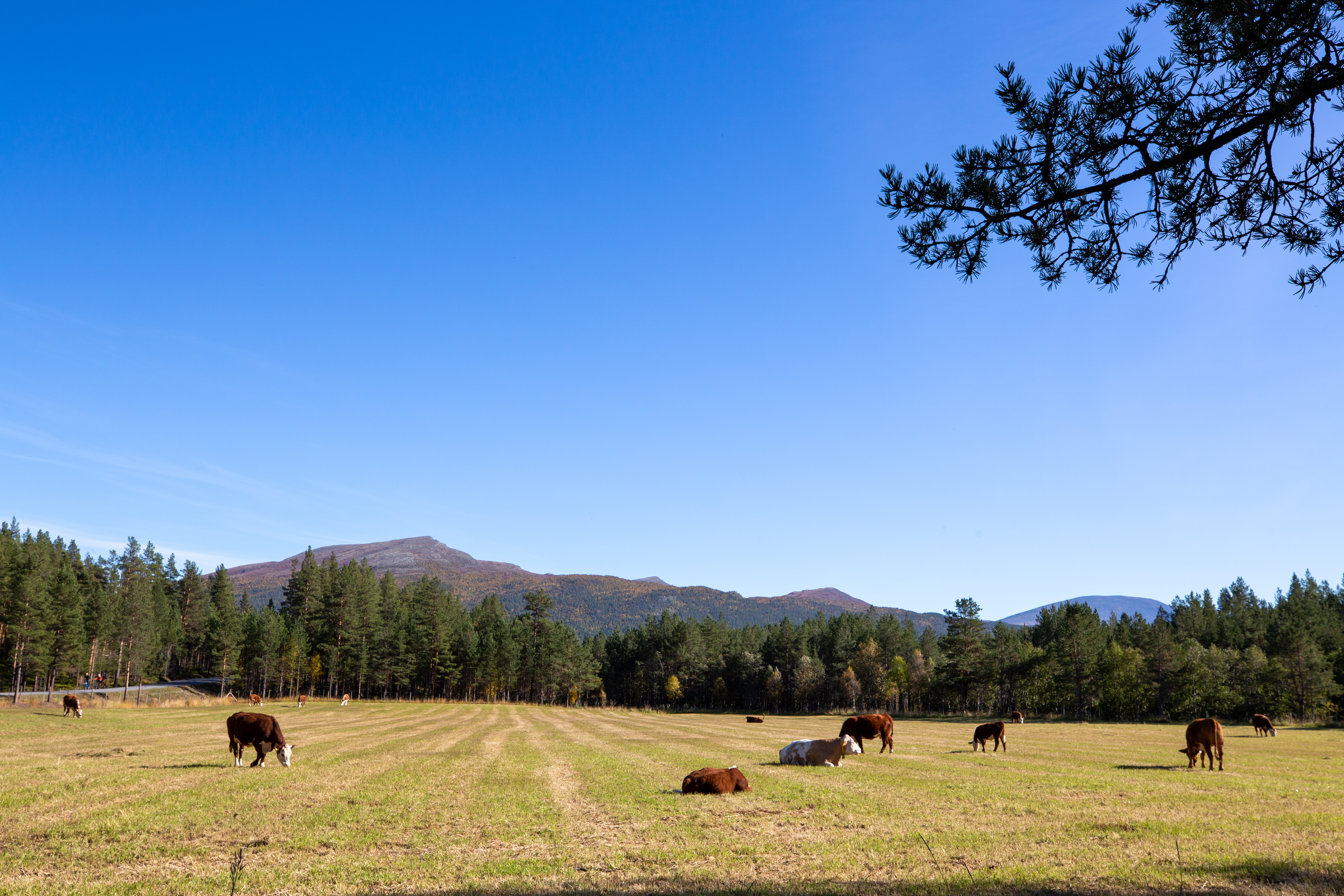 Jotunheimen Feriesenter - Kuhwiese.jpg
