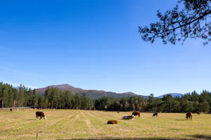 Jotunheimen Feriesenter - Kuhwiese.jpg