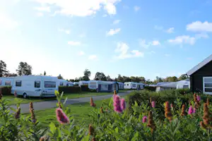 Wohnmobile und Wohnwagen auf einem Campingplatz, gepflasterter Weg und Rasen mit lila Blüten im Vordergrund.