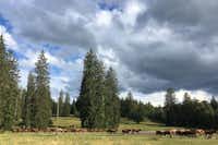 Jura Bivouac - Pferde, die in der Nähe des Campingplatzes grasen