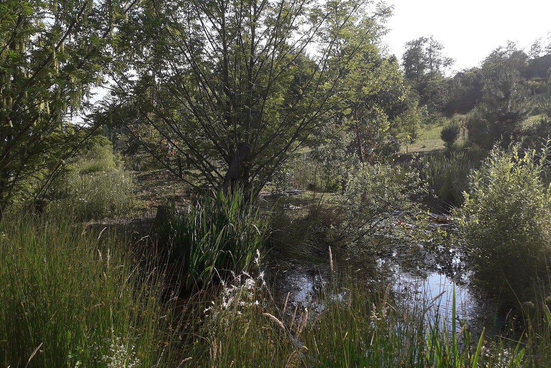 Kamp Eucalyptus - Blick auf den Teich des Campingplatzes