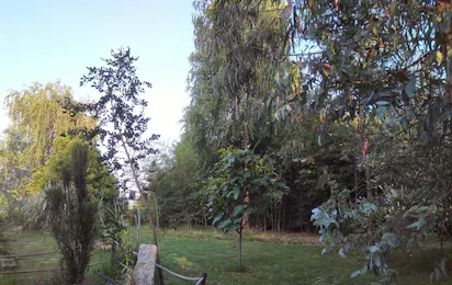 Kamp Eucalyptus