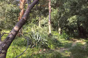 Kamp Eucalyptus - Natur auf dem Campingplatz