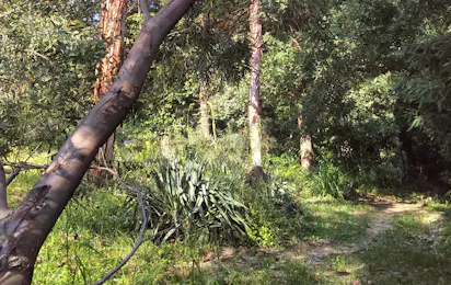 Kamp Eucalyptus