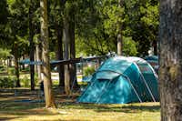 Kamp Pineta  Camping Pineta - Zeltplatz zwischen den Bäumen