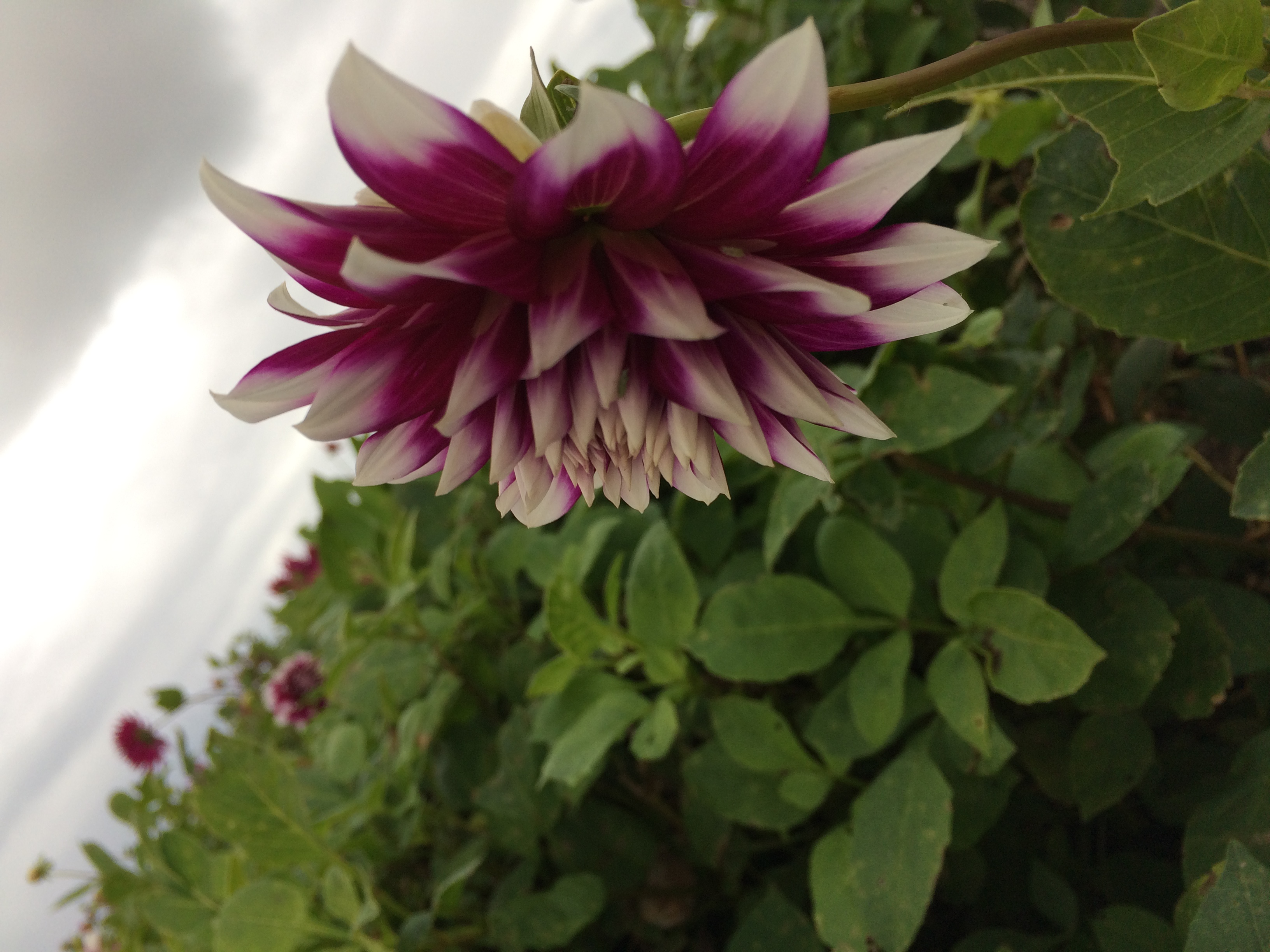 Kampeer & Logeerboerderij Madura