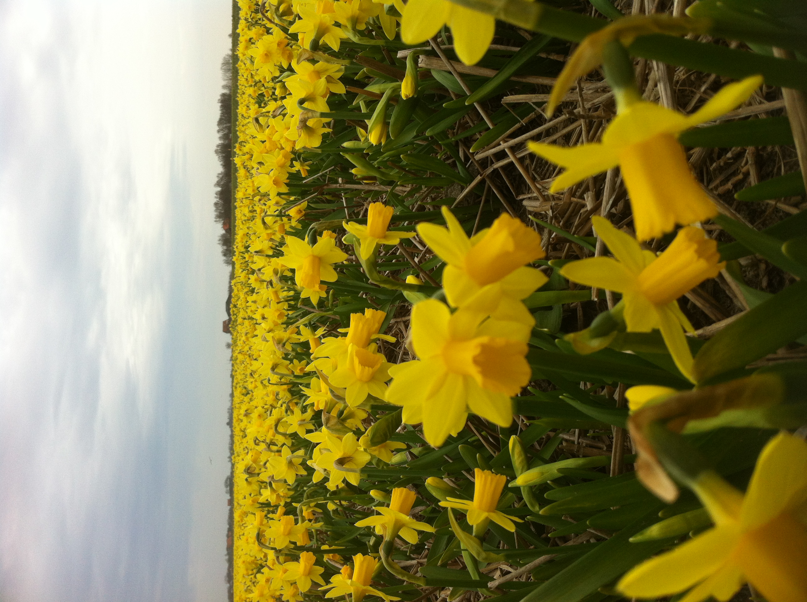 Kampeer & Logeerboerderij Madura
