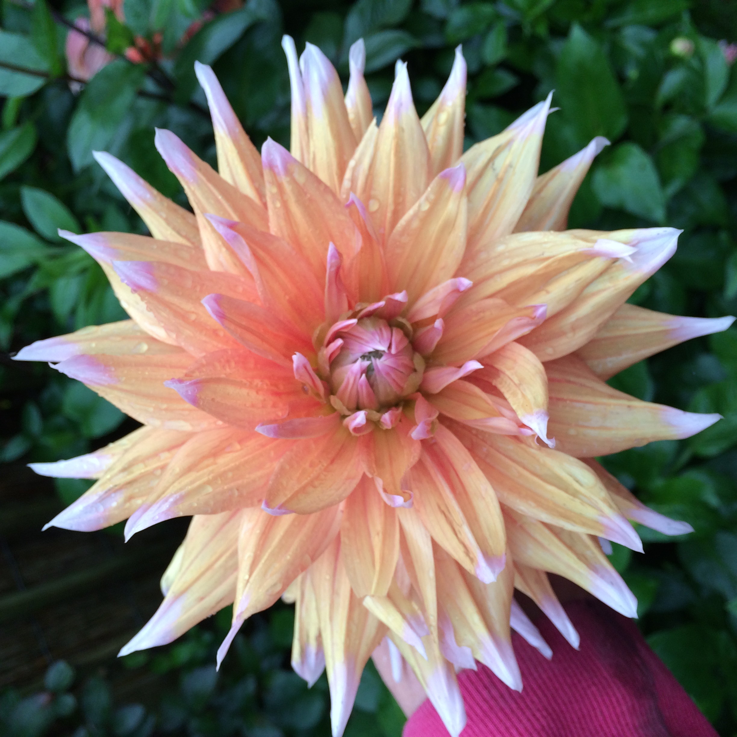 Kampeer & Logeerboerderij Madura