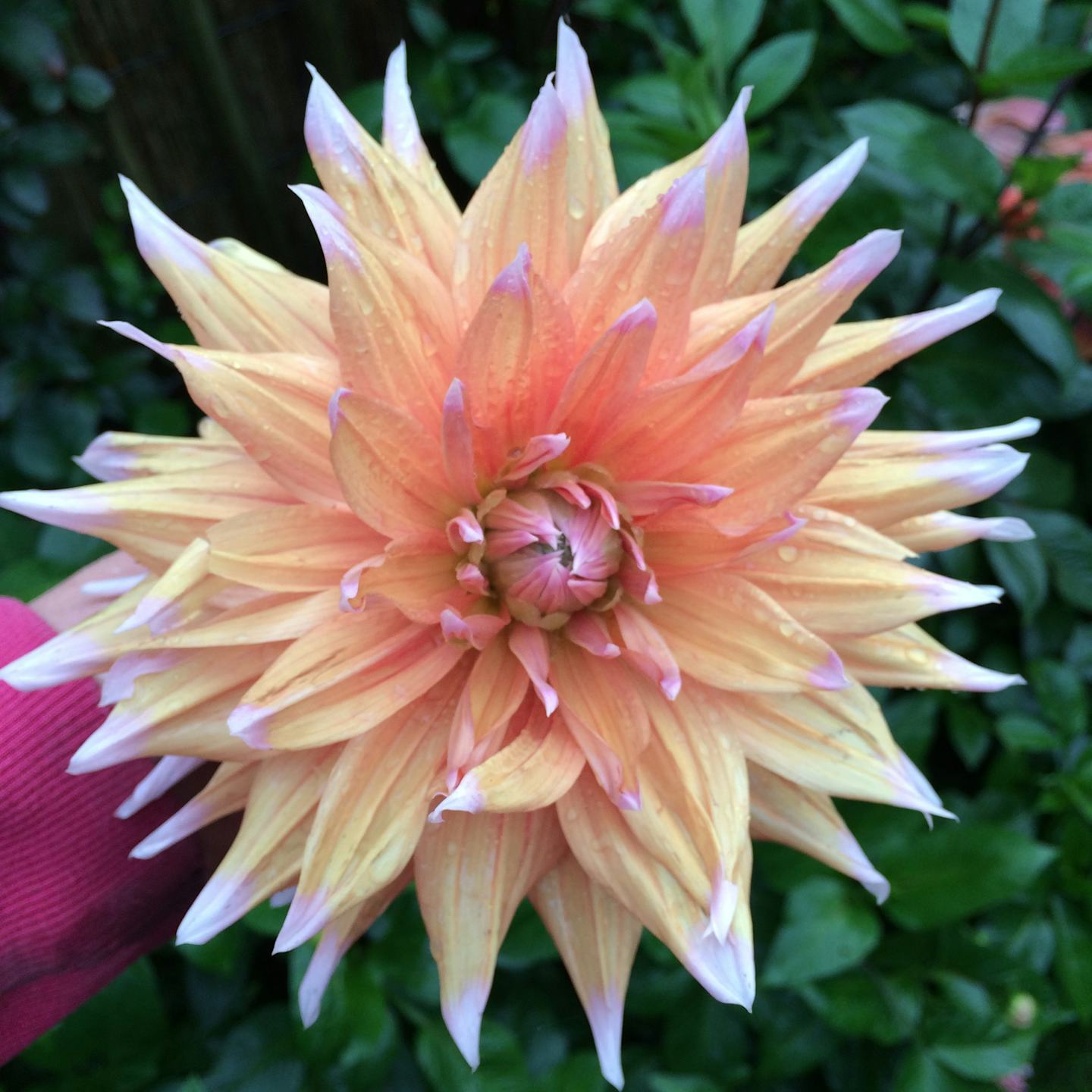 Kampeer & Logeerboerderij Madura