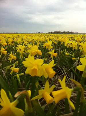 Gelbe Narzissen im Blütenfeld, im Vordergrund viele Blüten und grüne Blätter, dahinter ein bewölkter Himmel.