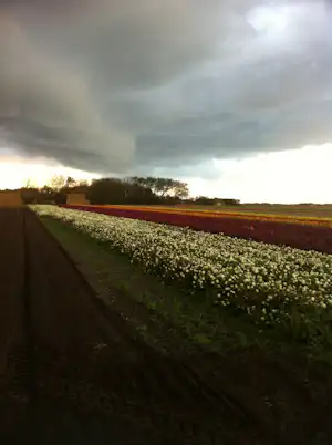 Blumenbeet mit weißen Blüten und rotem Rand entlang eines Feldwegs, dahinter Hecken und bewölkter Himmel.