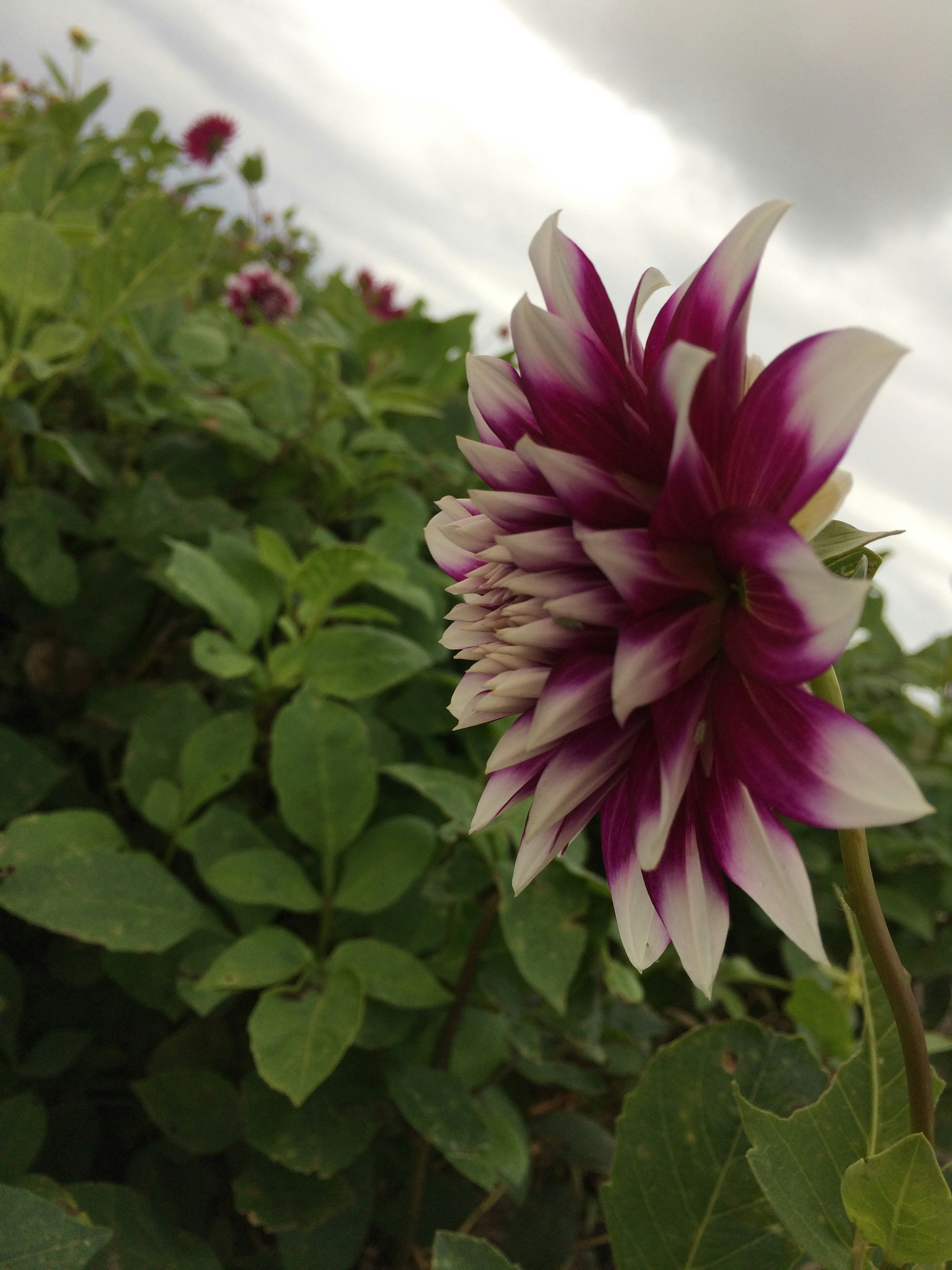 Kampeer & Logeerboerderij Madura