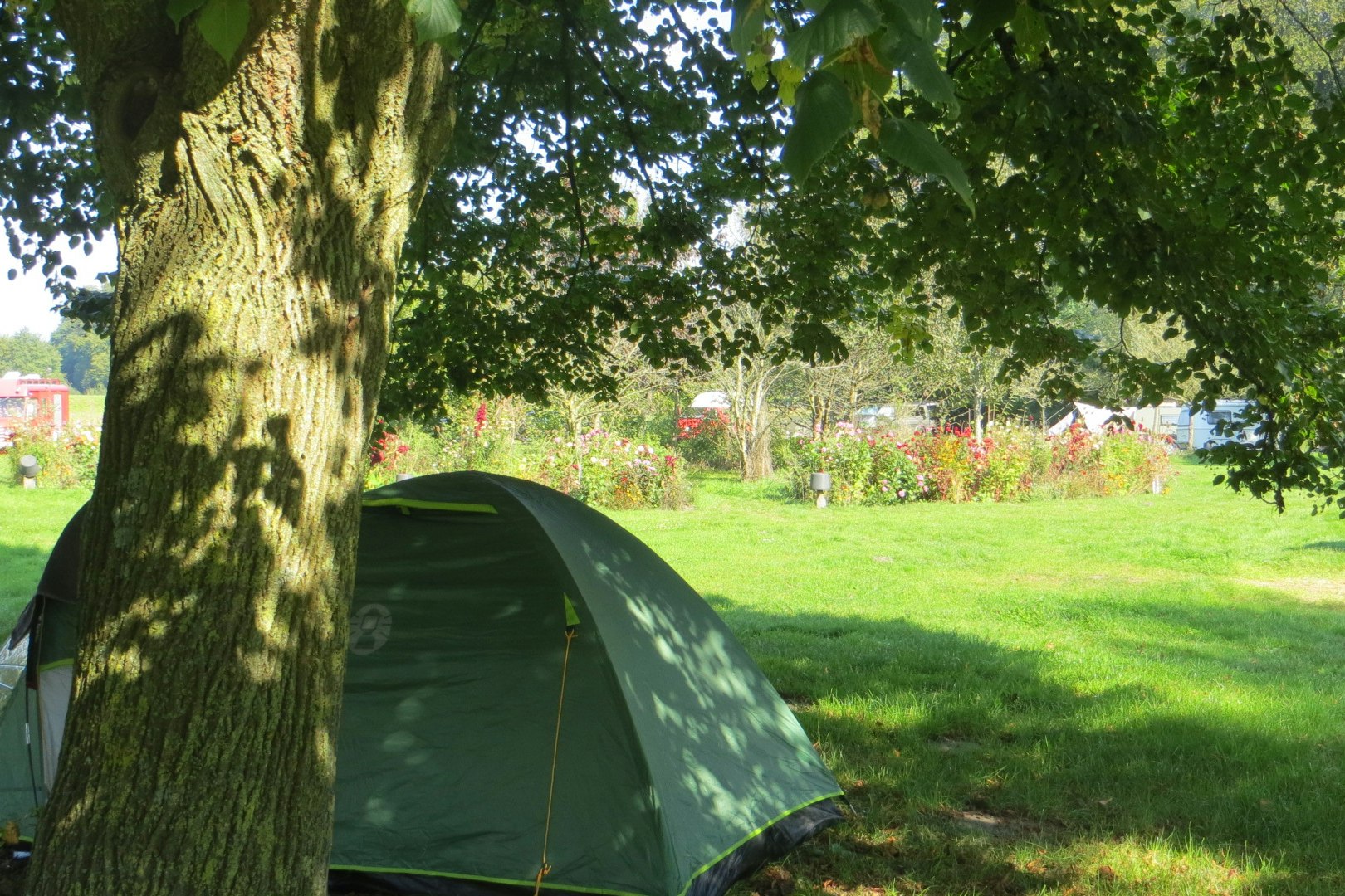 Kampeerboerderij De Baankreis - Zeltplatz unter einem Baum auf dem Campingplatz