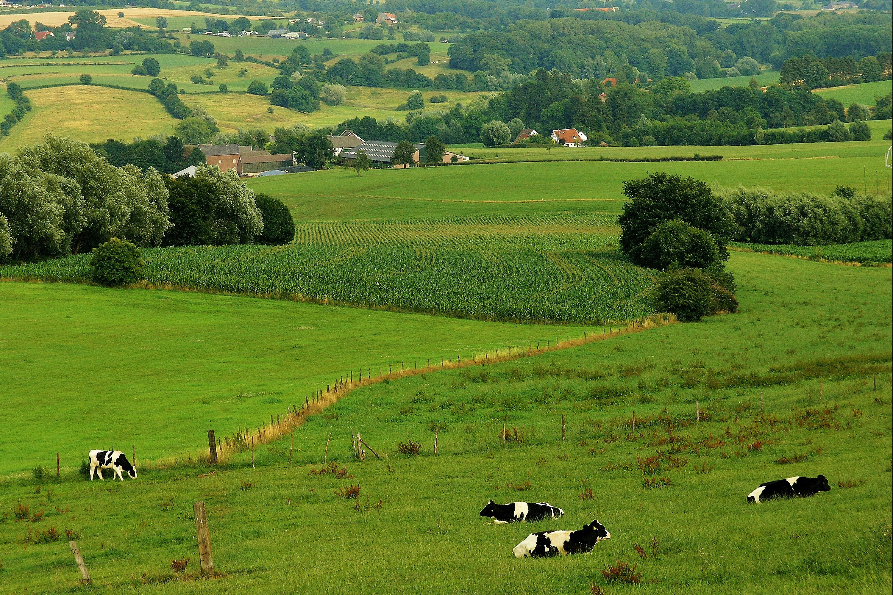 Kampeerterrein Oosterberg - Blick in die Umgebung des Campingplatzes mit Weiden und Feldern
