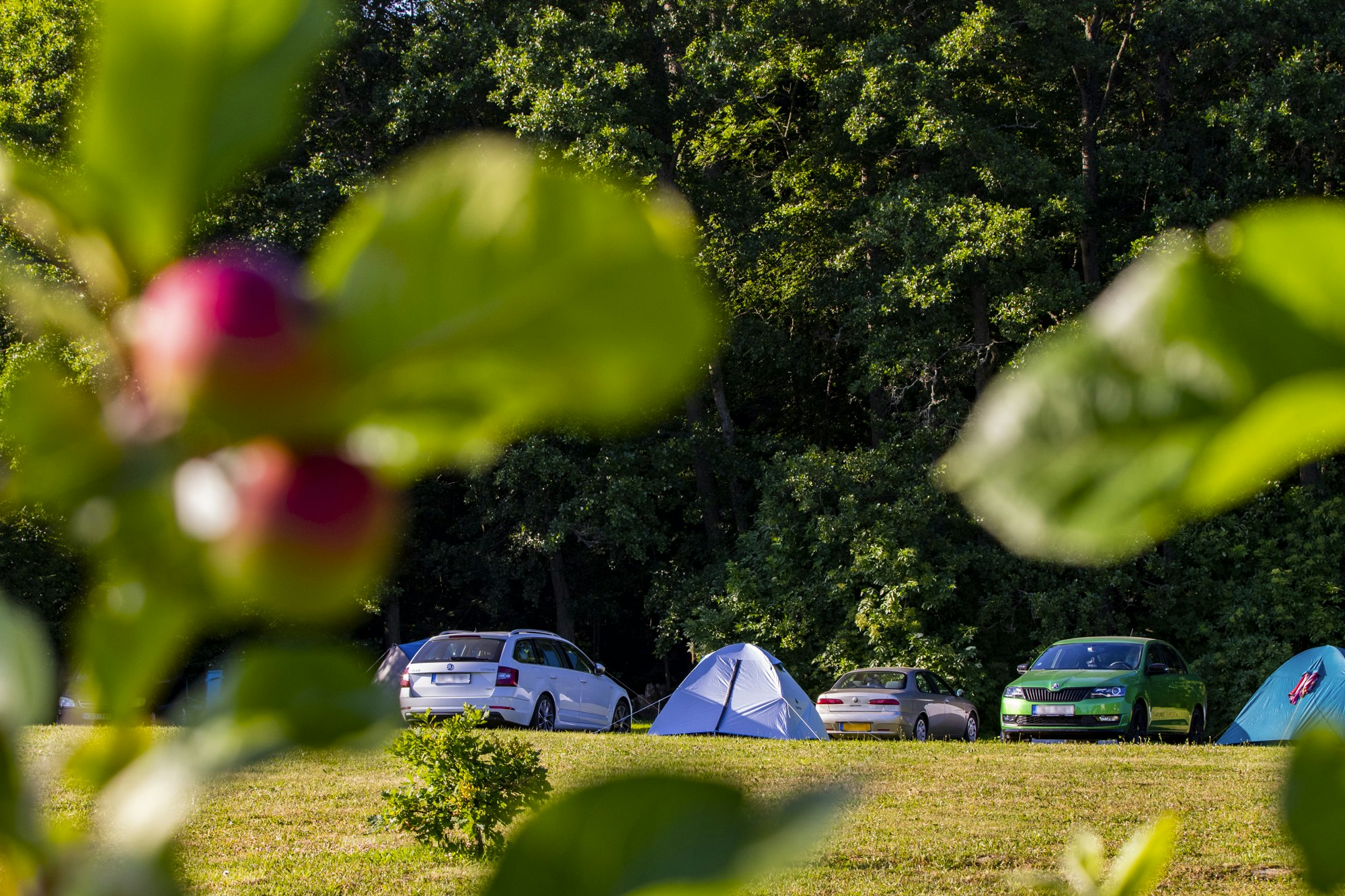 Zelt und parkende Autos auf einem Campingplatz, umgeben von Bäumen und grünem Gras, durch unscharfe Blätter im Vordergrund.