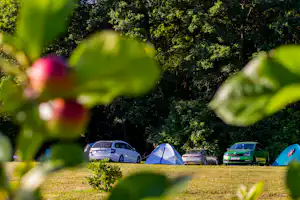 Zelt und parkende Autos auf einem Campingplatz, umgeben von Bäumen und grünem Gras, durch unscharfe Blätter im Vordergrund.