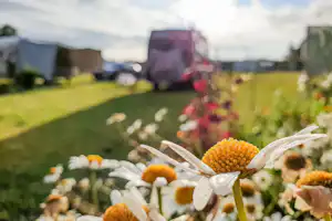 Blumen auf einer Wiese im Vordergrund, im Hintergrund Wohnwagen und Zelte auf dem Campingplatz.