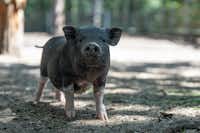 Knattercamping in Bantikow am See - Schweine auf dem Campingplatz
