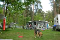 Knattercamping in Bantikow am See - Wohnwagen auf Stellplätzen mit Hund im Vordergrund