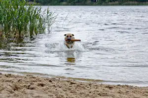 KNAUS Campingpark Oyten/Bremen - Hundestrand auf dem Campingplatz