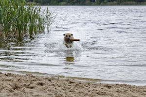 KNAUS Campingpark Oyten/Bremen - Hundestrand auf dem Campingplatz