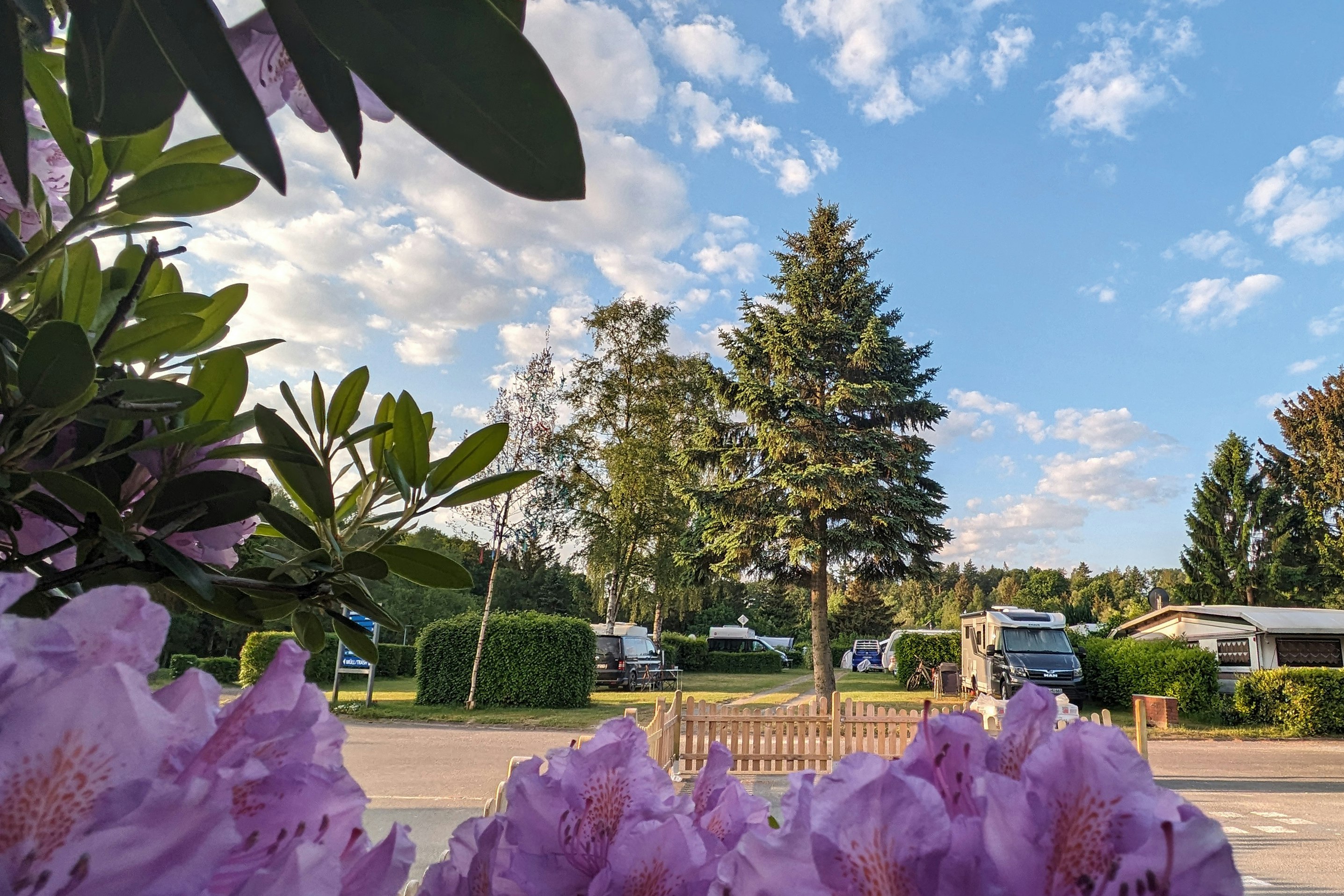 Lila Blüten im Vordergrund, dahinter ein Campingplatz mit Wohnwagen, Bäumen und einem Weg unter blauem Himmel.