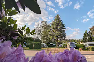 Lila Blüten im Vordergrund, dahinter ein Campingplatz mit Wohnwagen, Bäumen und einem Weg unter blauem Himmel.