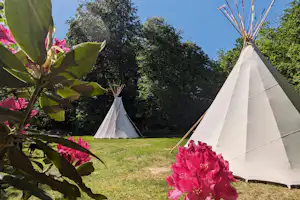 Tipi-Zelte auf einem grünen Campingplatz, umgeben von Bäumen und pinken Blüten im Vordergrund.