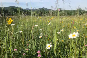 Kohlhofmühl Camping - Camping in der blühenden Natur